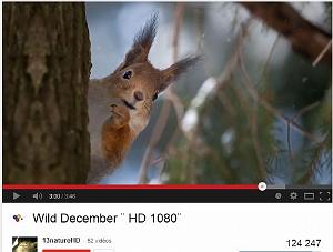 302 VIE SAUVAGE EN DECEMBRE